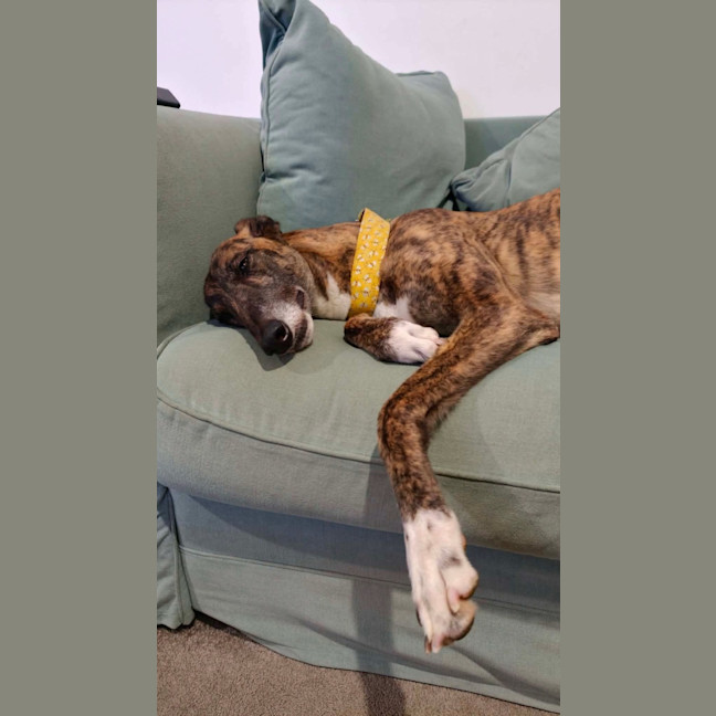 Photo of Ruby, The Greyhound