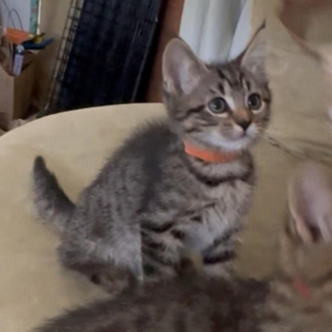 Photo of Clementine