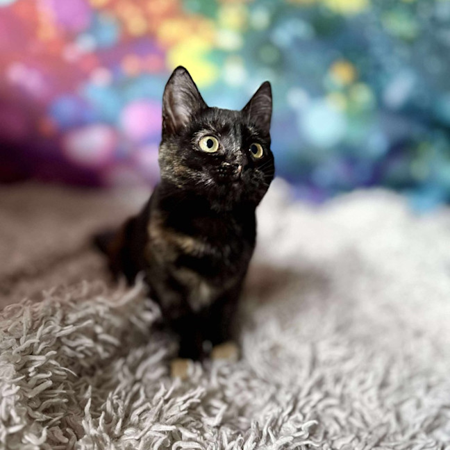 Photo of Vangel   Located In East Brunswick