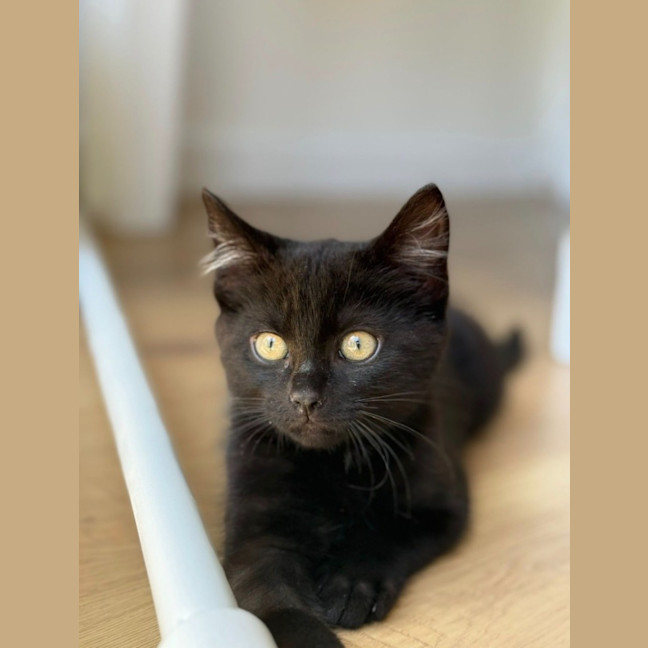 Photo of Ender Dragon