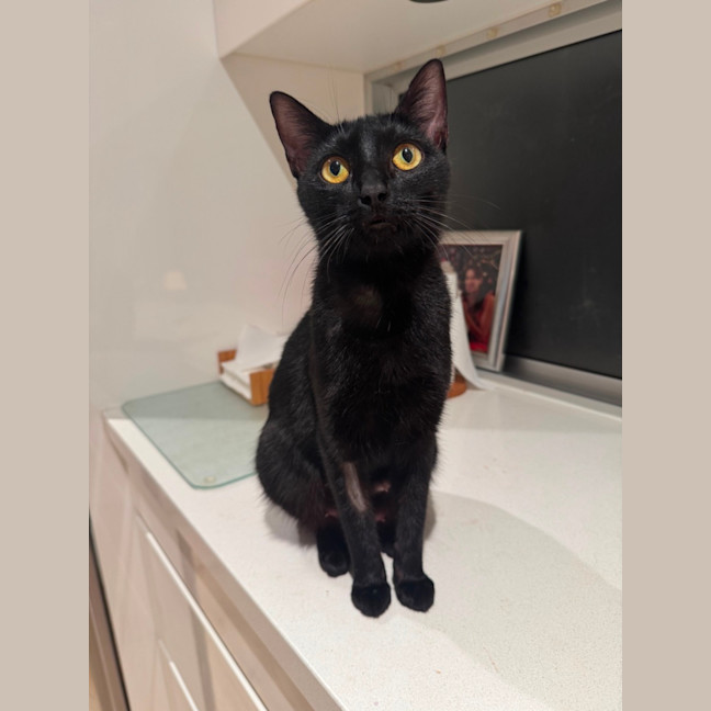 Photo of 🐾 Adelaide 🐾