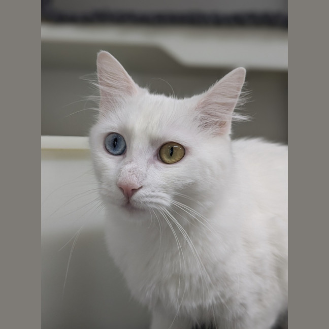 Photo of 🎀 Marie 5728 🎀