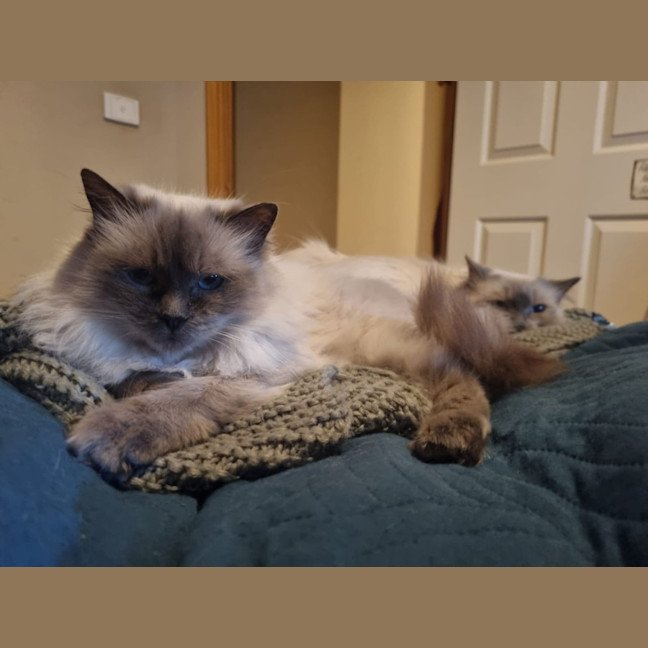 Photo of Selene & Voxie