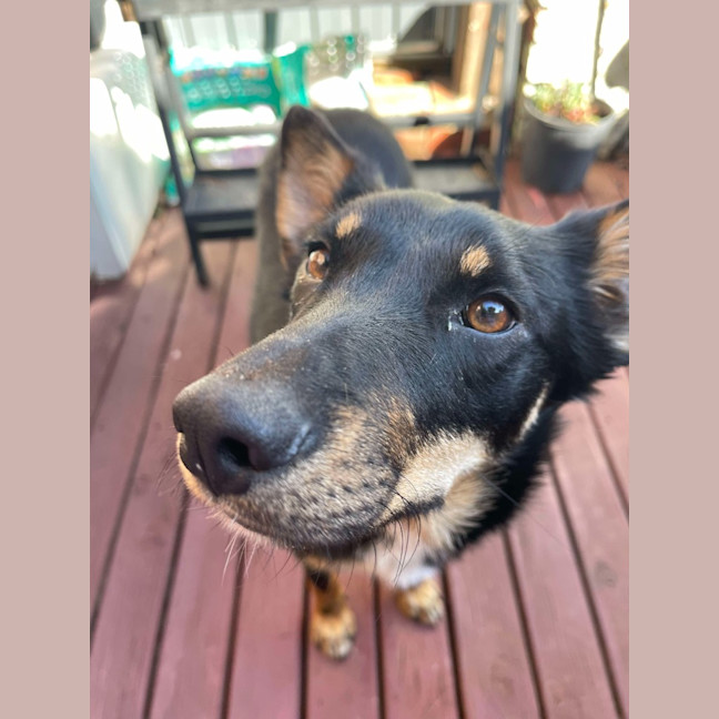 Photo of Karmi