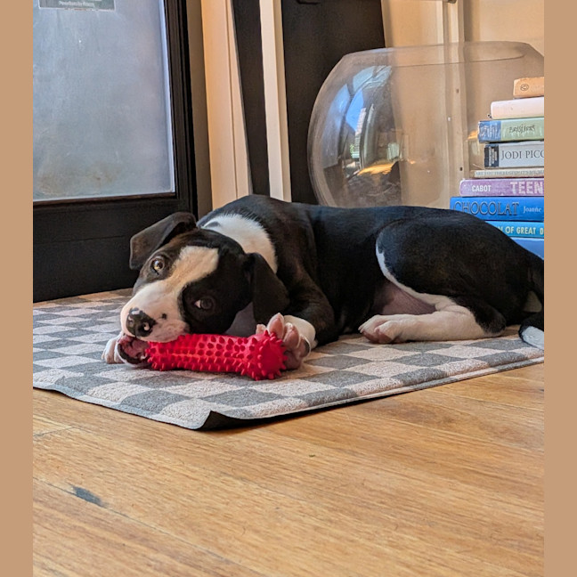 Photo of Lyra
