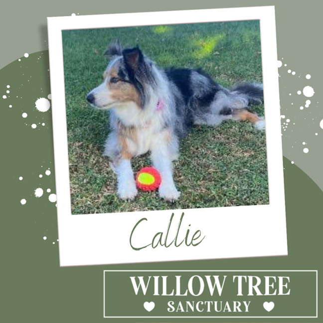 Photo of Callie