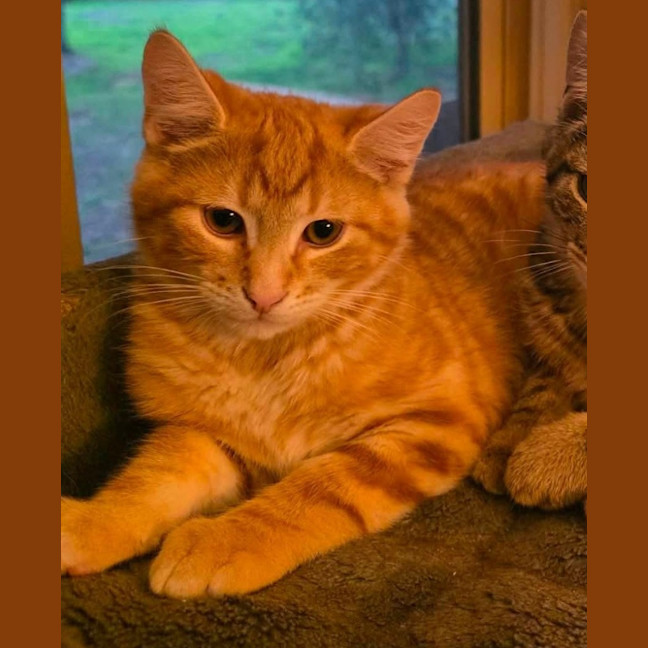 Photo of Toffee