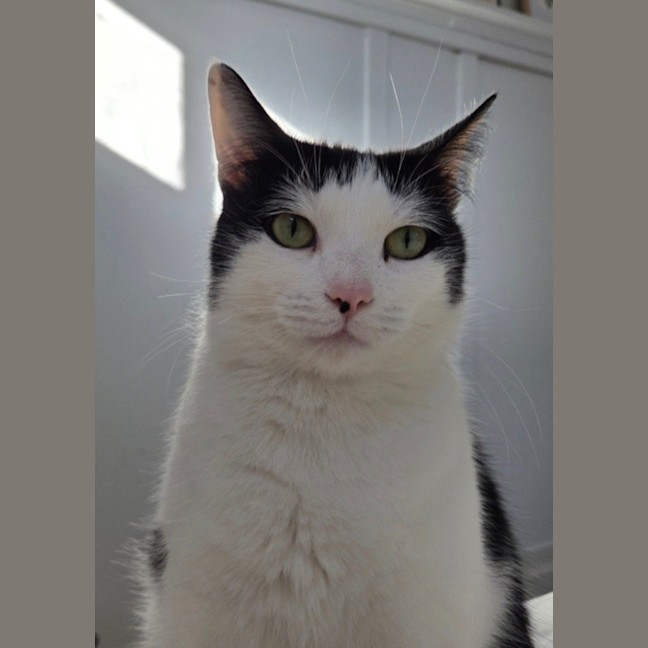 Photo of K   6 Year Old Domestic Short Hair