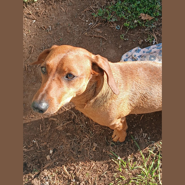 Photo of Frankie