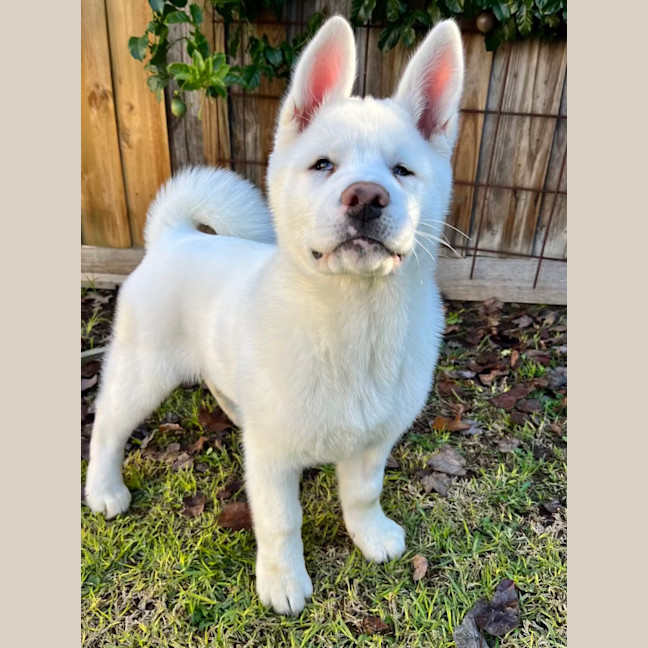 Photo of Pierogi