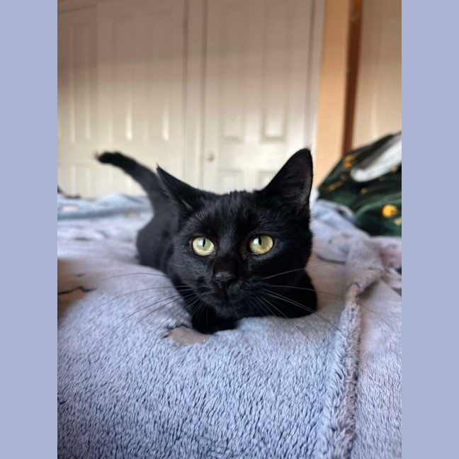 Photo of Shadow 🥰