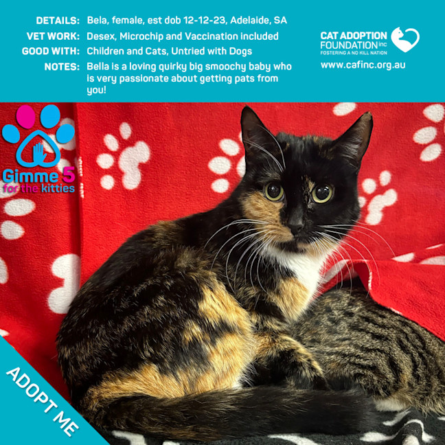 Photo of Bella Just $50 Limited Time!