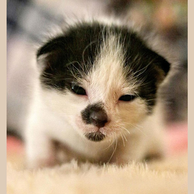 Photo of Merlin