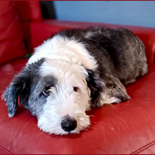 Photo of Jambelle