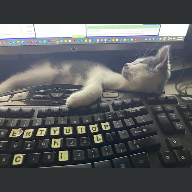 Photo of Evie ** 2nd Chance Cat Rescue **