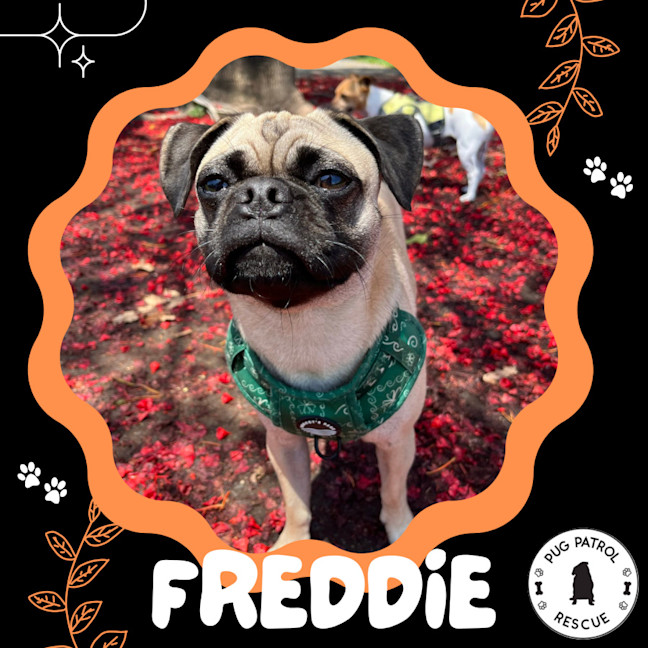 Photo of Freddie 🐶