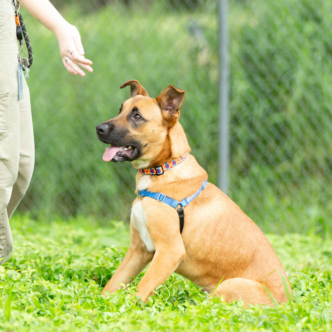 Photo of Roscoe