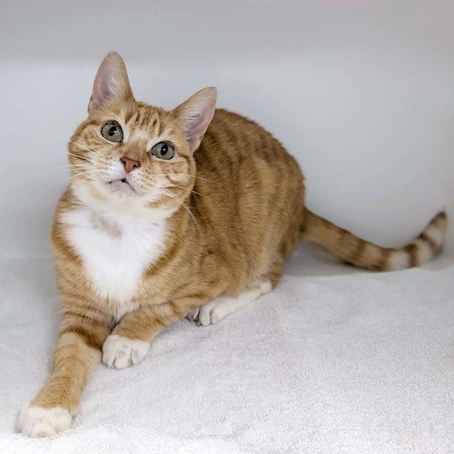 Photo of Goldie