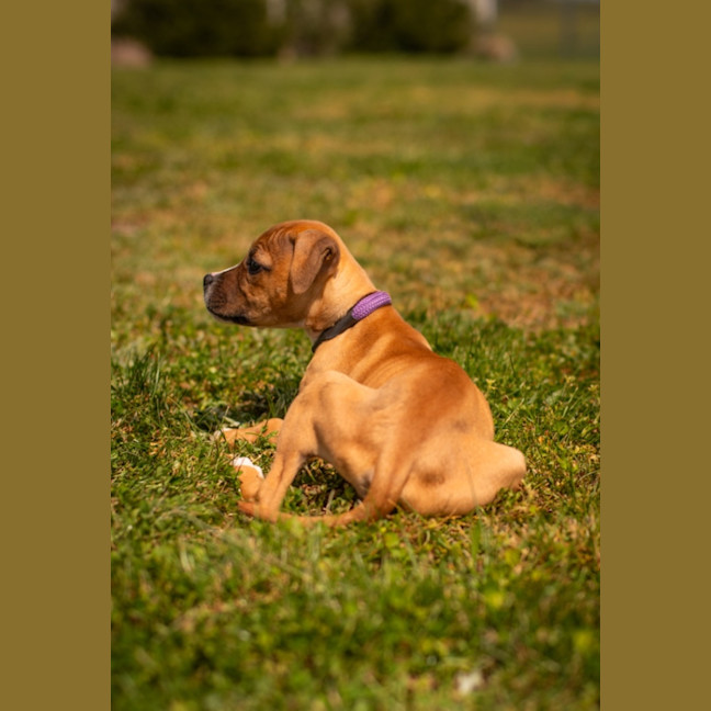 Photo of Maggie