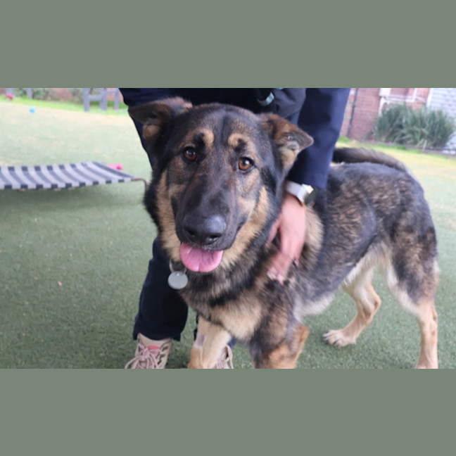 Photo of Koda