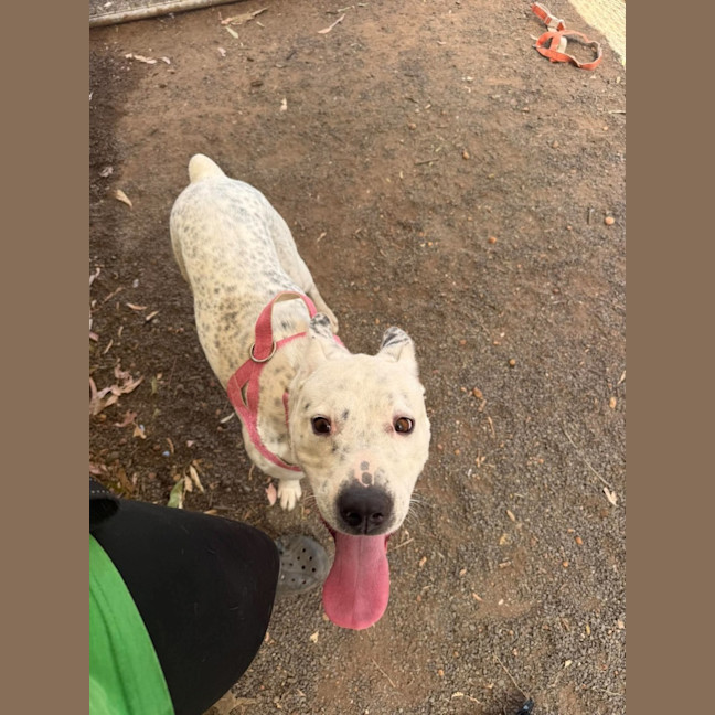 Photo of Dottie