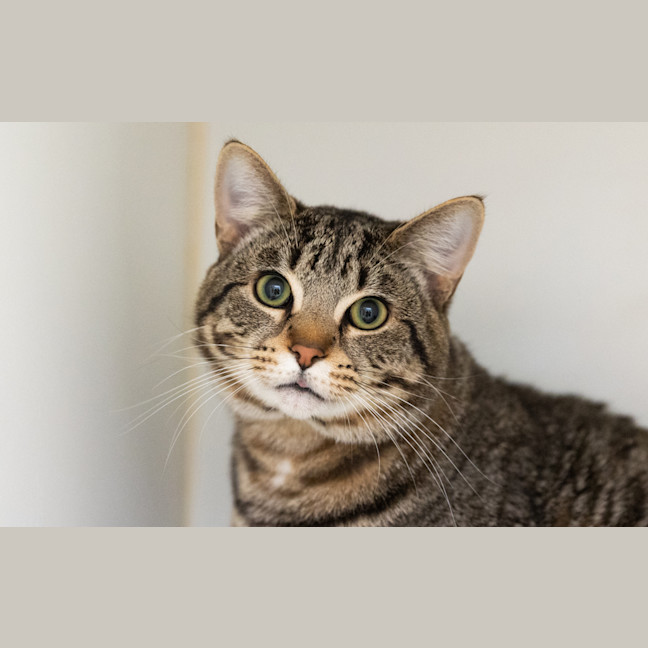 Photo of Cheddar