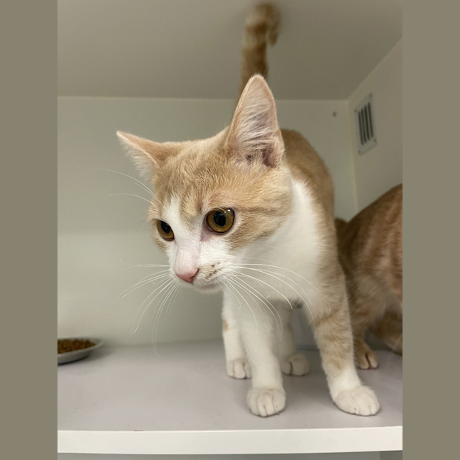 Photo of Cheeto
