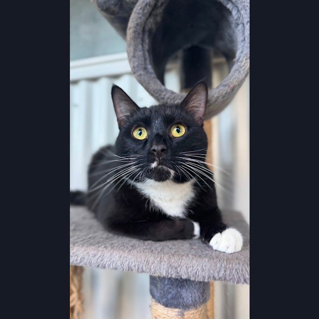 Photo of Milo