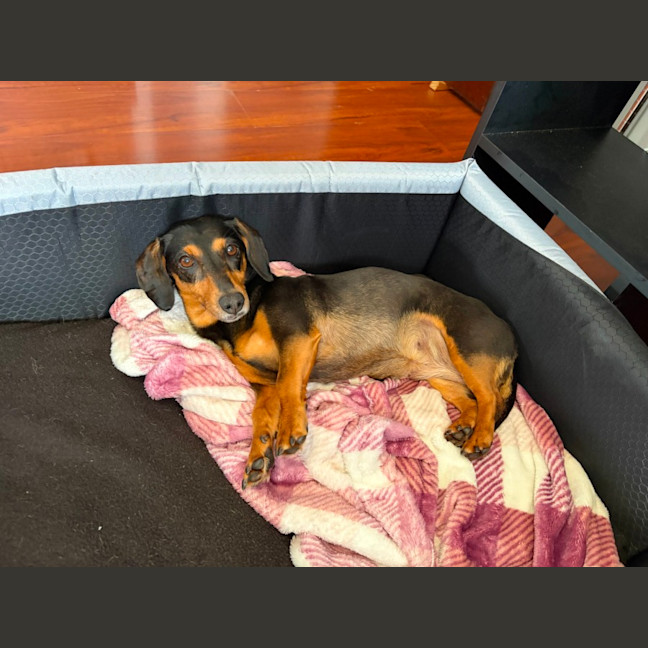 Photo of Sally   8 Year Old Dachshund