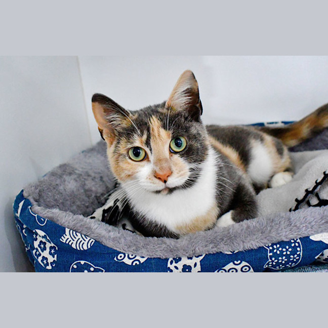 Photo of Cindy Clawford