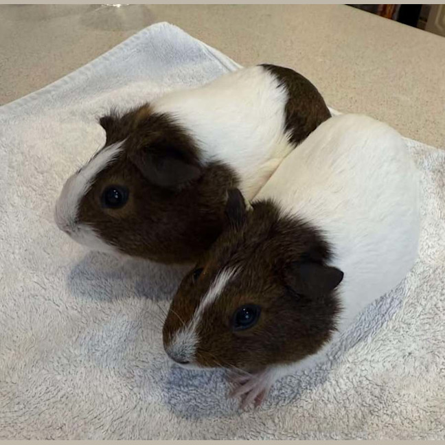 Photo of Charlie & Lola