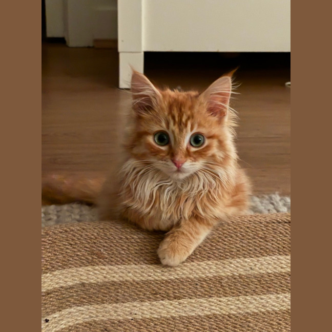 Photo of Enzo 