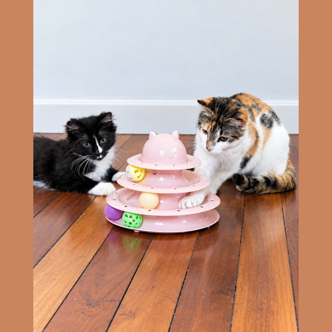 Photo of Oreo & Calypso