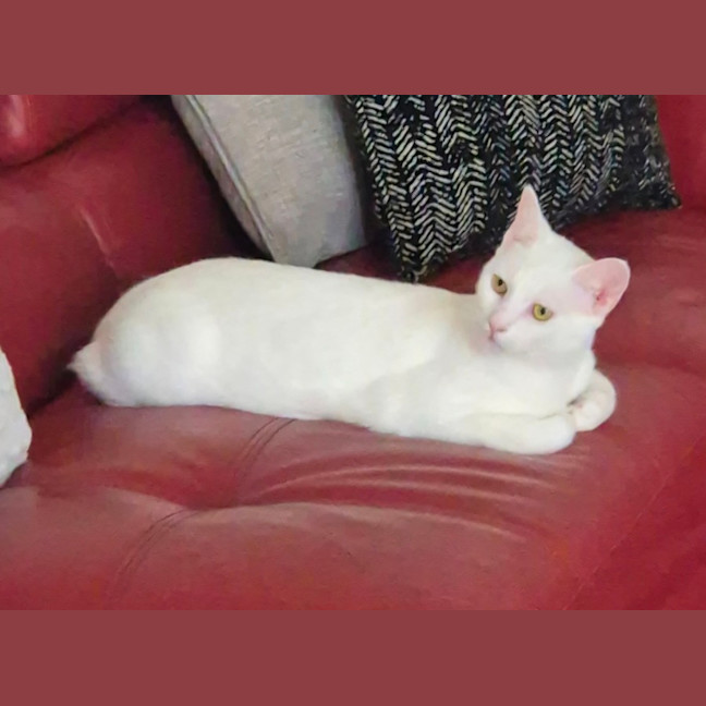 Photo of Angel & Loki