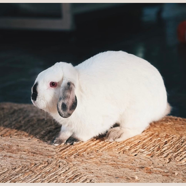 Photo of Binki