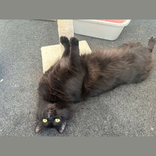 Photo of Flare*9 Lives Project Rescue*