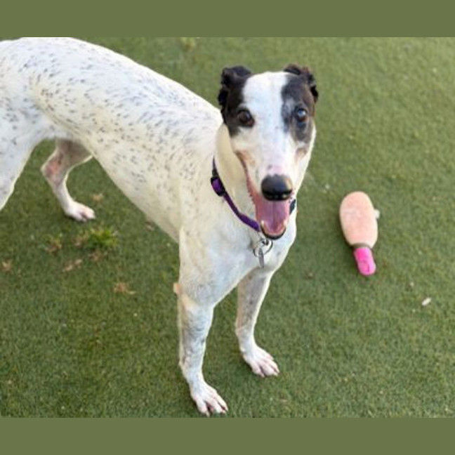 Photo of Pepper