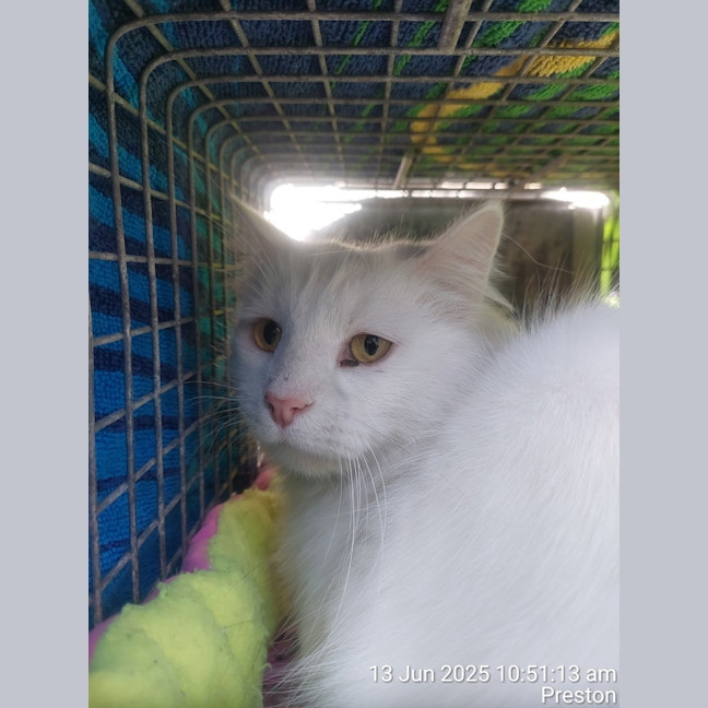 Photo of Lucky