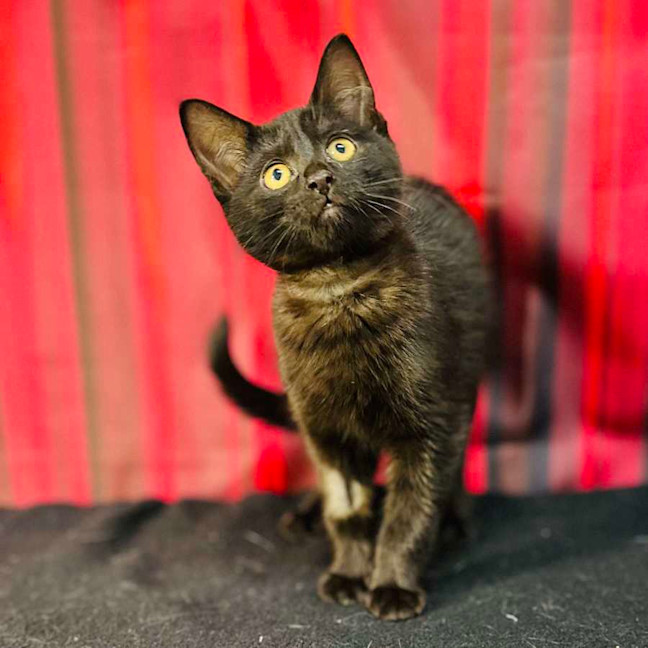 Photo of Draco (Located In Preston) 