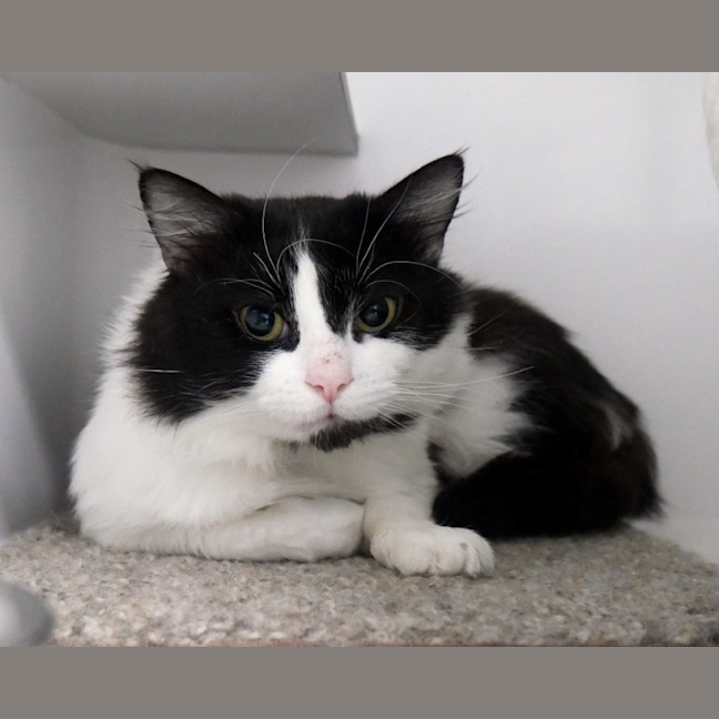 Photo of Bangers & Mash