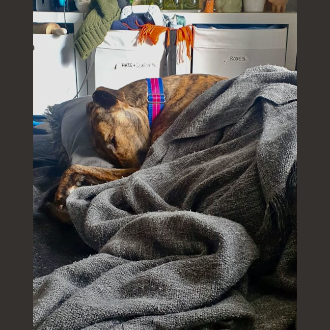 Photo of Sadie