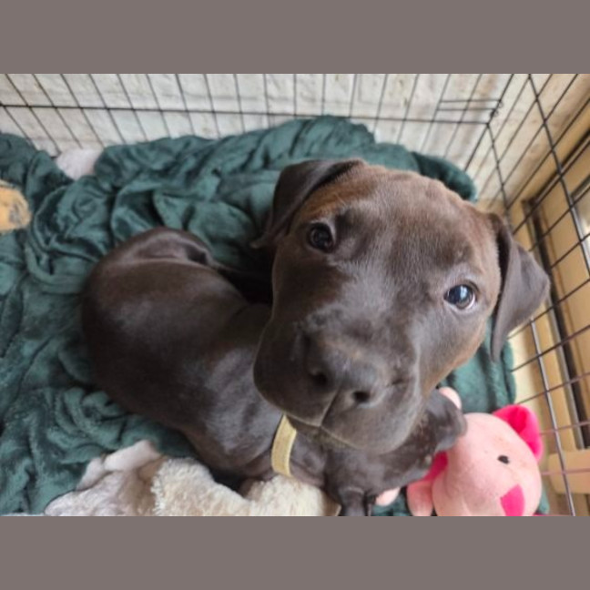 Photo of Hershey