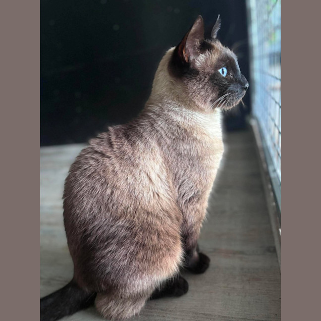 Photo of Chai