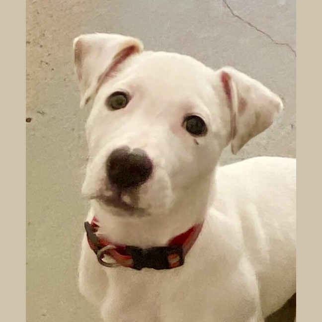 Photo of Chica
