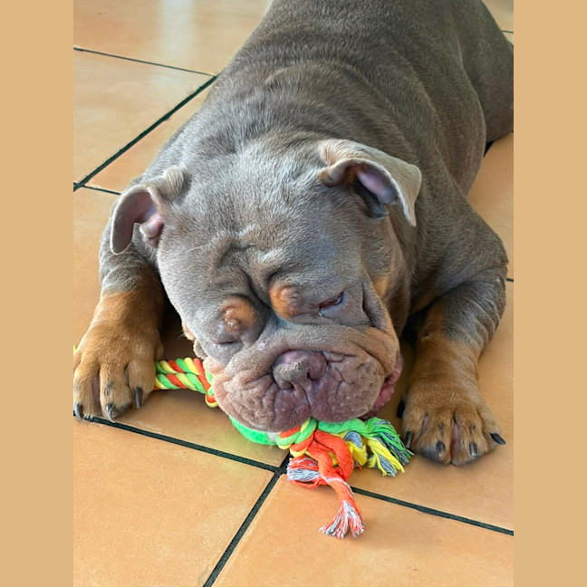 Photo of Tazzie