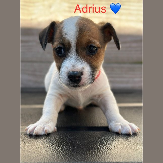 Photo of Adrius