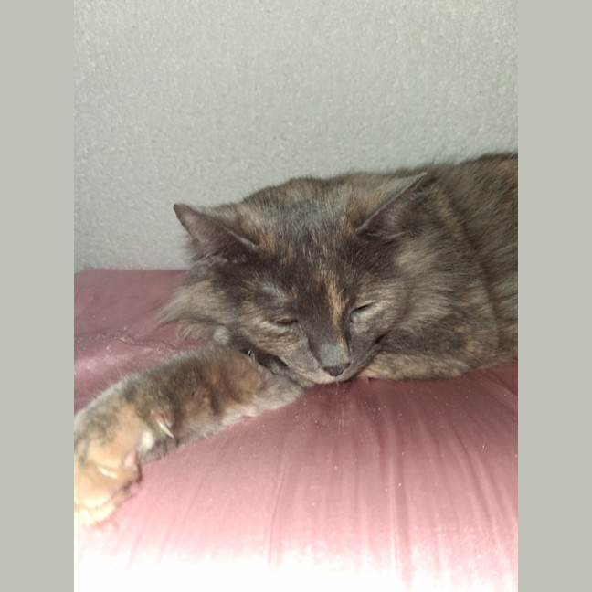 Photo of Luna