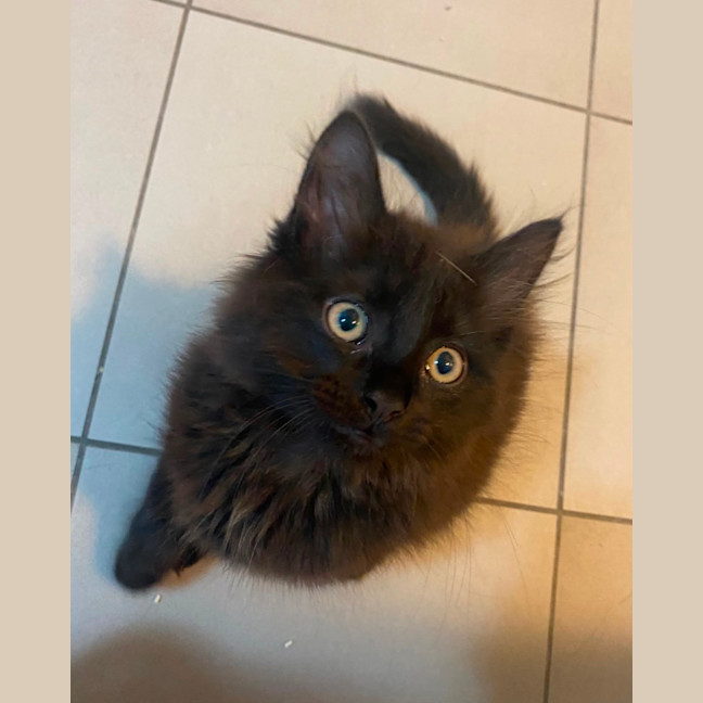 Photo of Hocus **2nd Chance Cat Rescue**