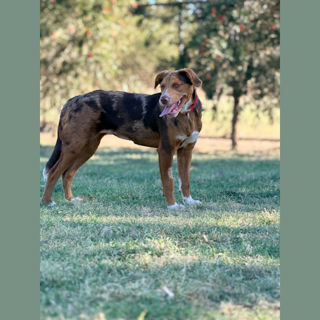 Photo of Ember