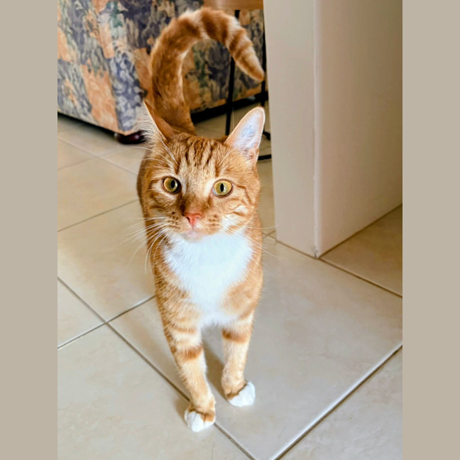 Photo of Link
